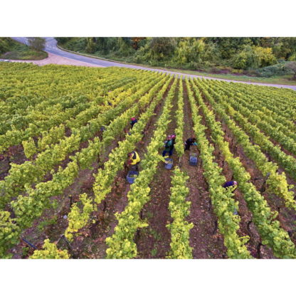 Joh. Bapt. Schäfer - Burg Layer Schlossberg Riesling trocken VDP.Erste Lage 2016 – Bild 3