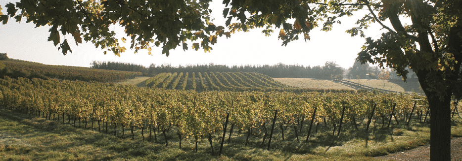 Weingut Stadler Weinberg Pfalz