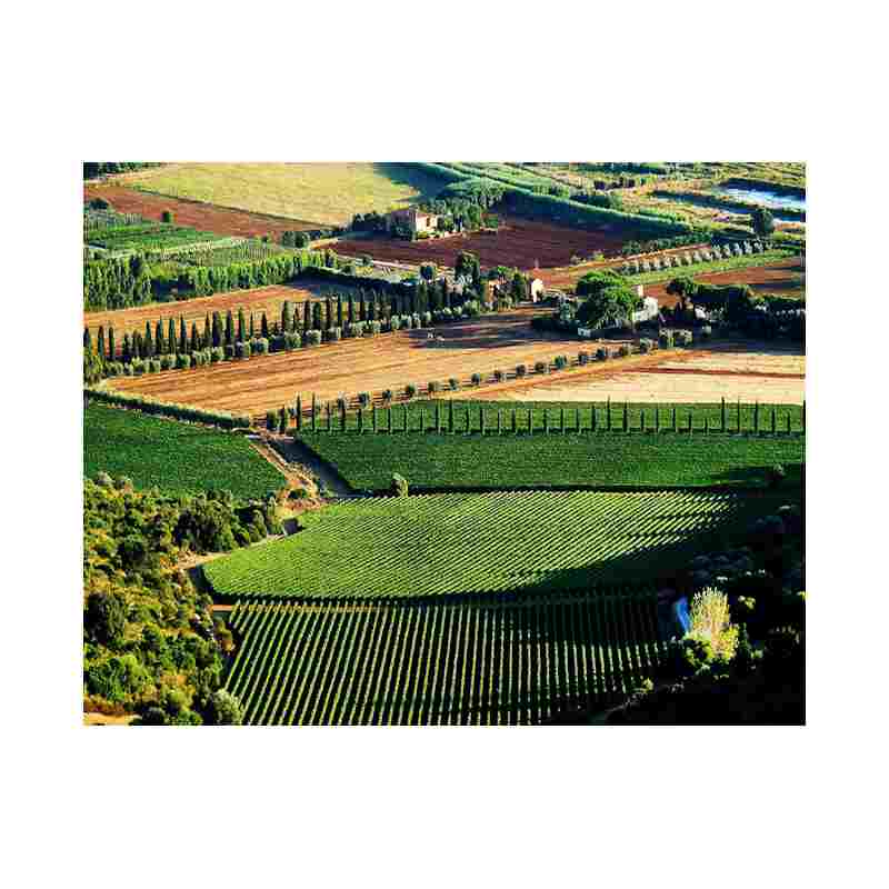 y Pepi Lignana - Weingut 1 800px.jpg